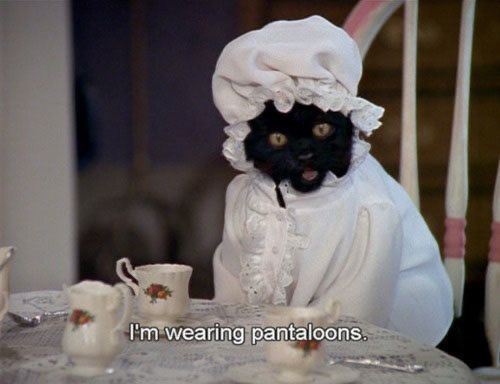 Black cat in 1800s clothes saying “I’m wearing pantaloons”