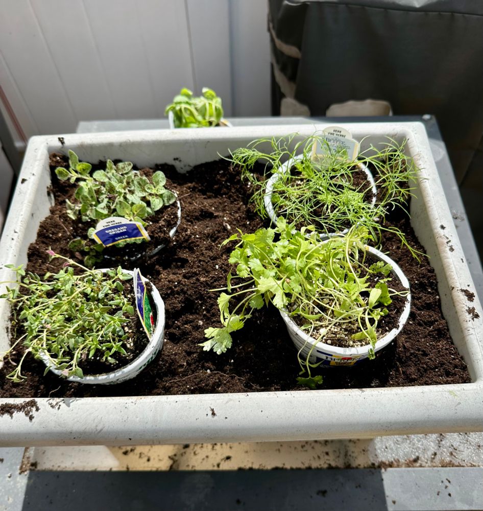 Step 2: add dirt and pack around them