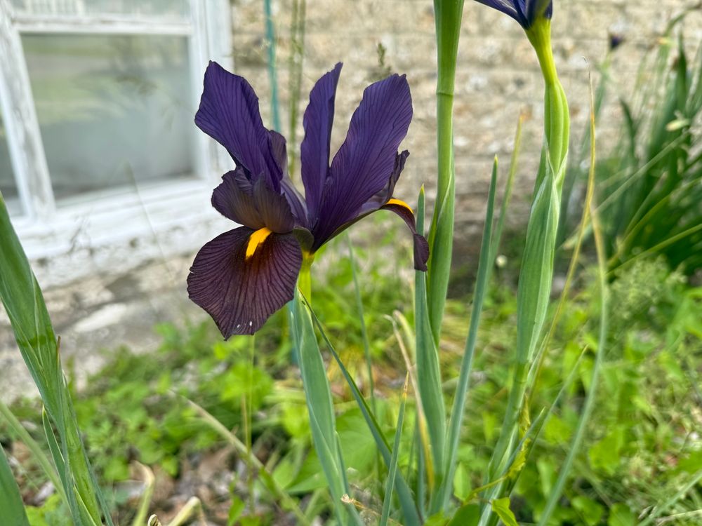 Iris looking nice in from of a window and a brick building 