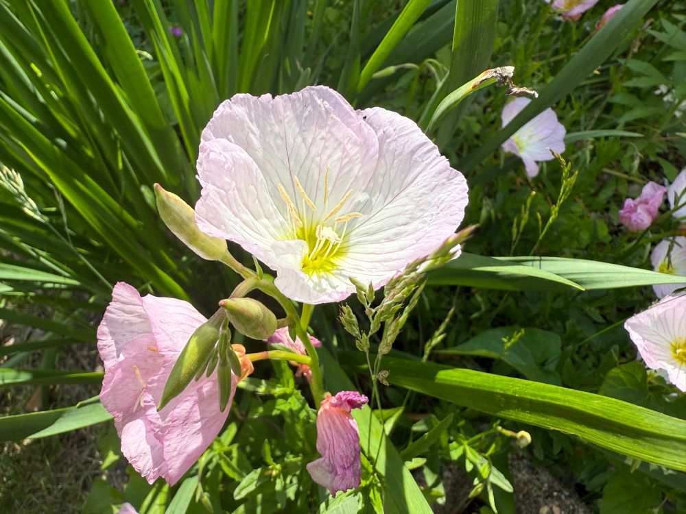 Pink lade flower up close