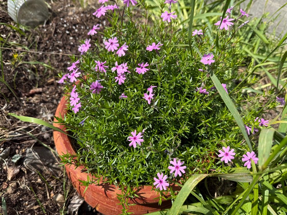 Tiny cute pink flowers in a clay pot in a rock garden