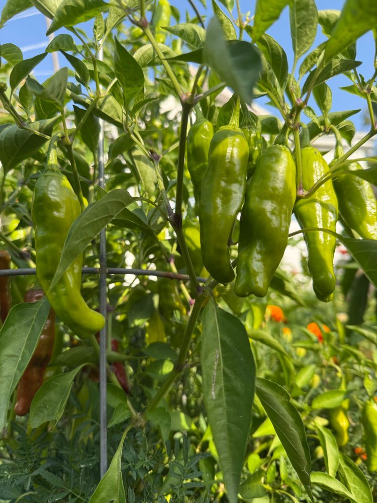 Shishito peppers 