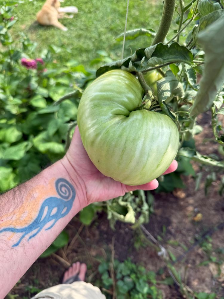 Large Green oxheart tomato. 