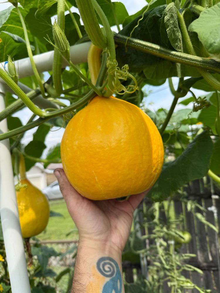 Red kuri squash on vertical vine. 