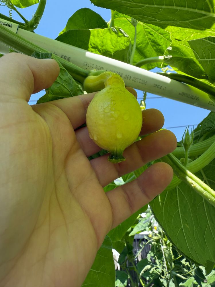 Red kuri squash fruit. 