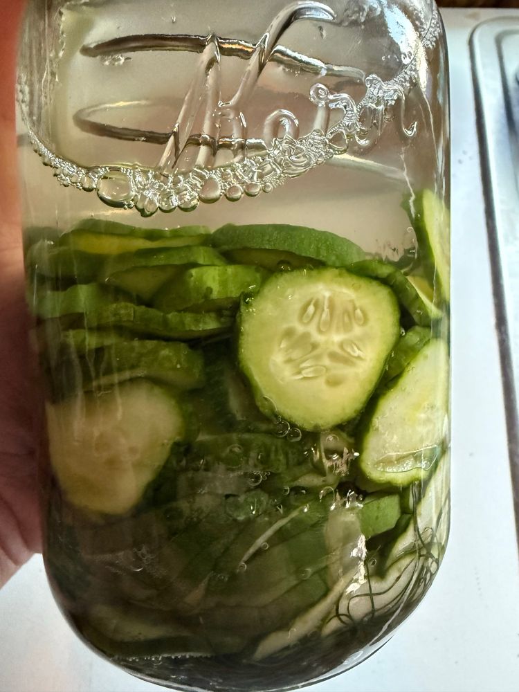 Cucumbers being fermented 