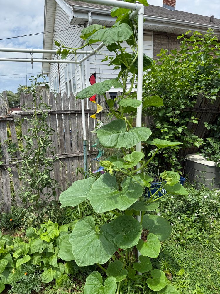 Red kuri squash plant 