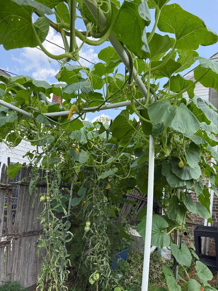 Red kuri squash pant grown vertically. 