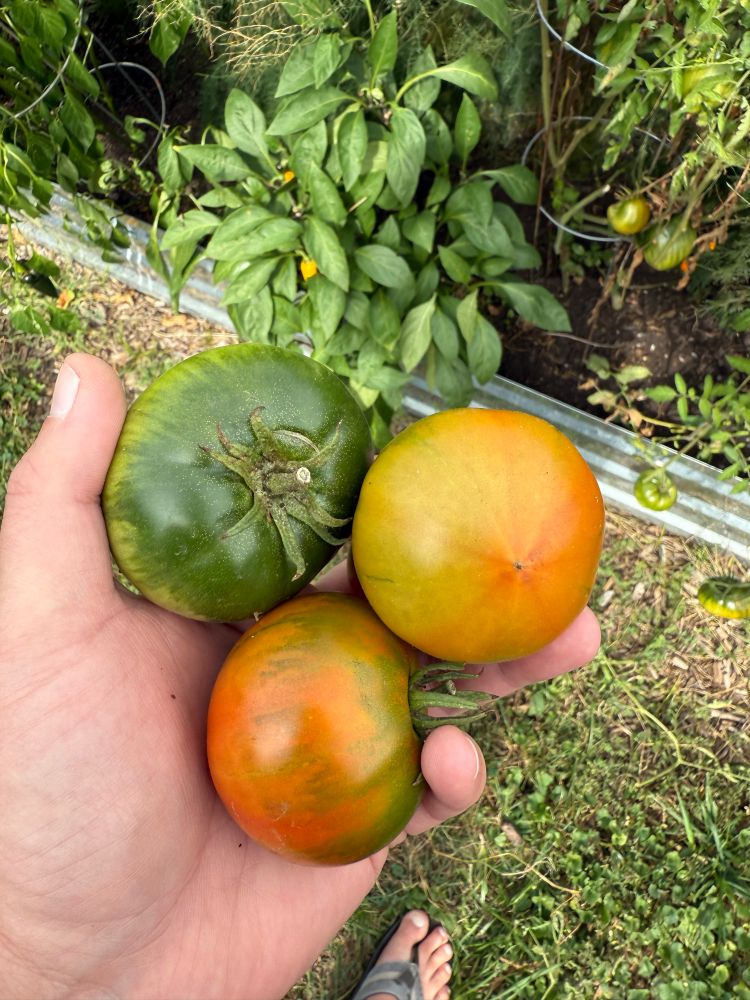 Fresh tomatoes from the garden. 