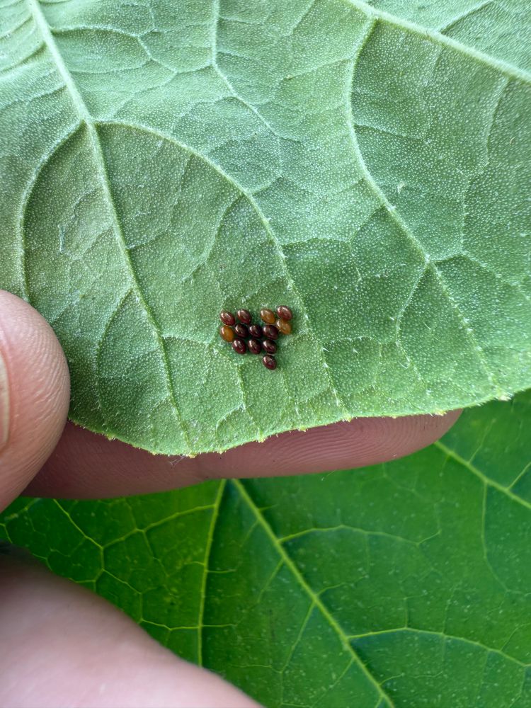 Squash bug eggs on leaf