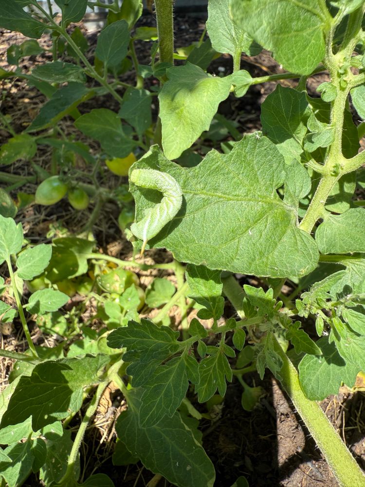 Hornworm caterpillar on tomato leaf. 