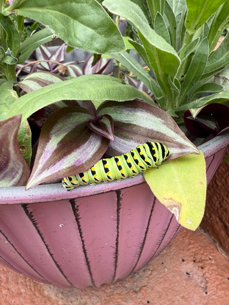 Swalllowtail caterpillar 