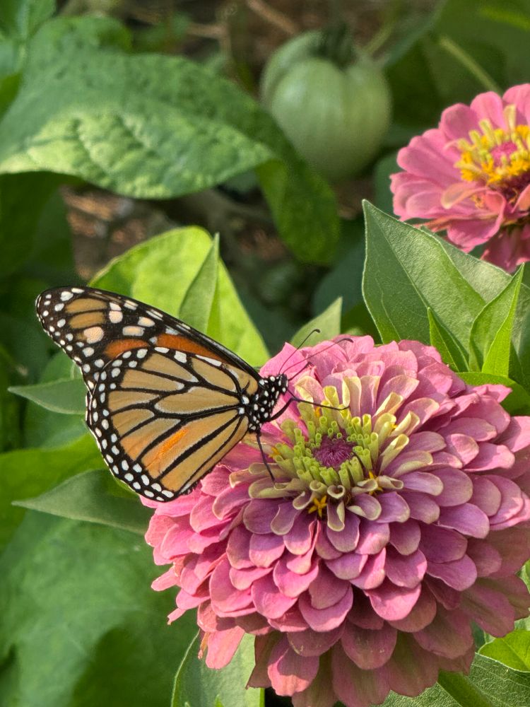 Monarch butterfly on zinnia flower. 