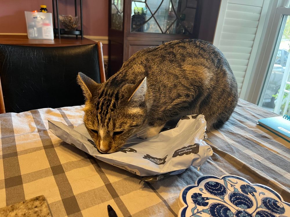 Mr Mittens, a brown tabby with white paws, is standing on a small gray plastic bag and licking it for all he’s worth.