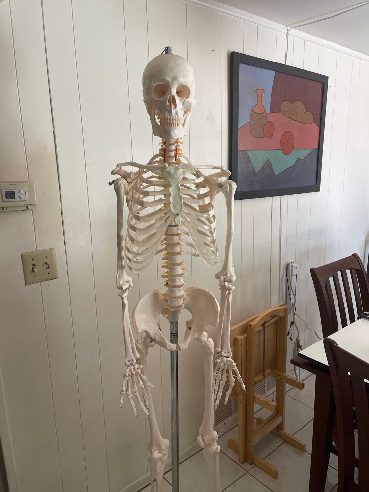 A propped up skeleton. The kind you would see in science class. 