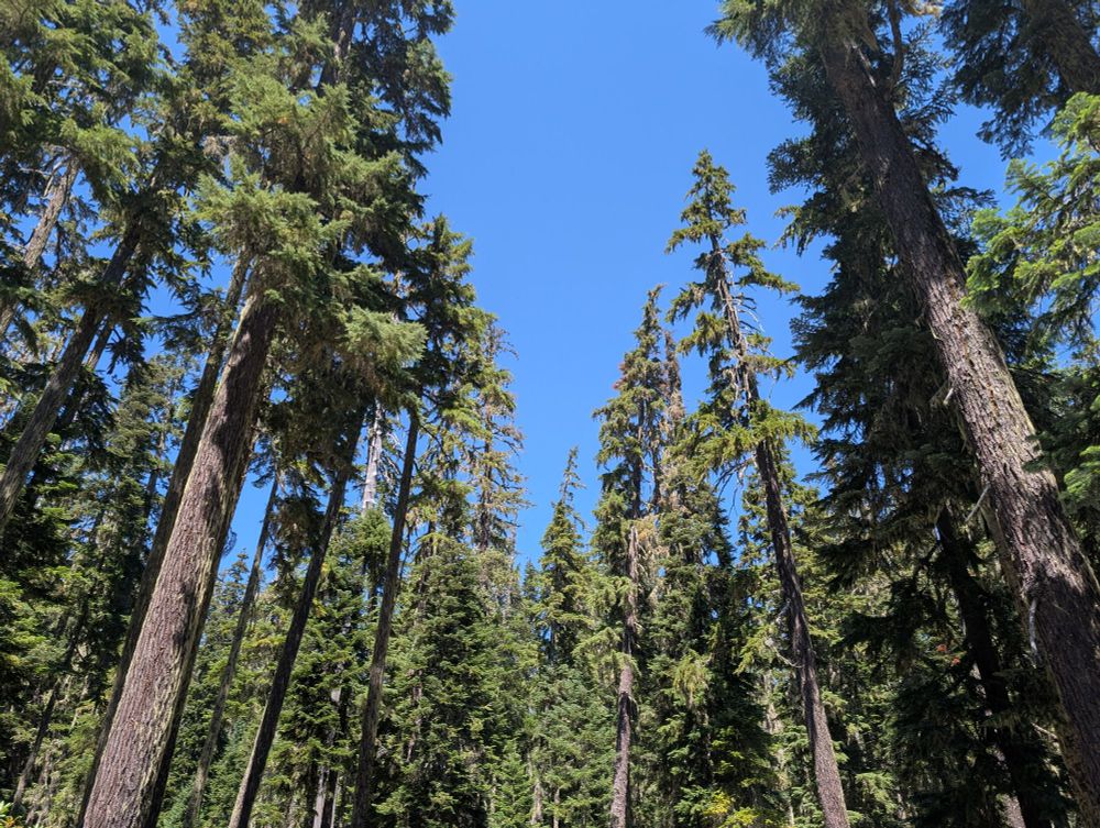 Douglas fir trees surrounding a rich patch do huckleberries growing around a spring. 