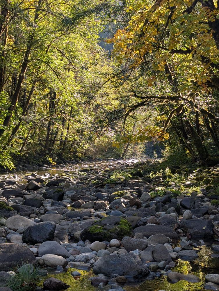 A shady, rocky creek flowing through a forest of evergreens and deciduous trees with yellowing leaves on a sunny day. 