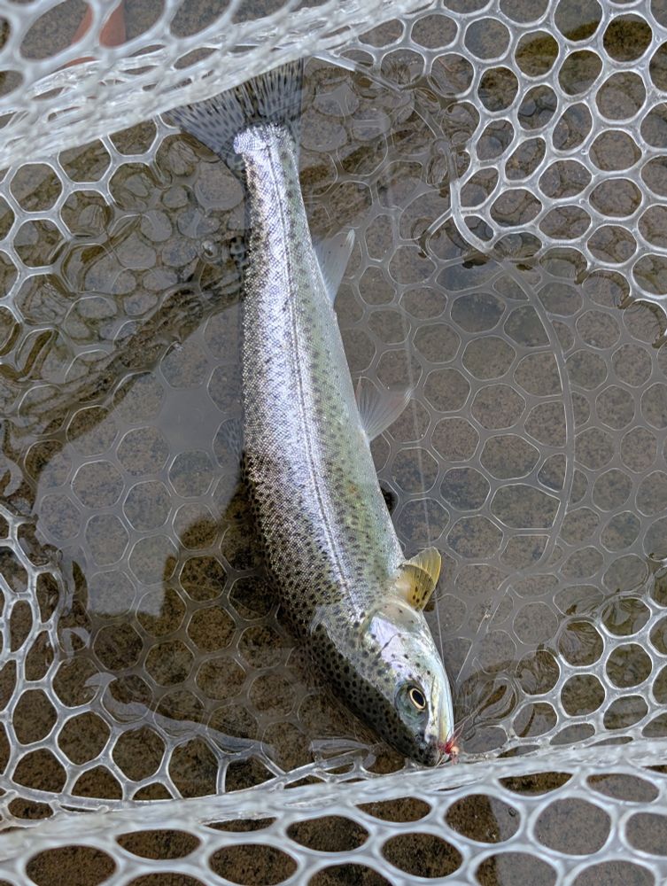 A 10 inch coastal cutthroat trout in a net. 