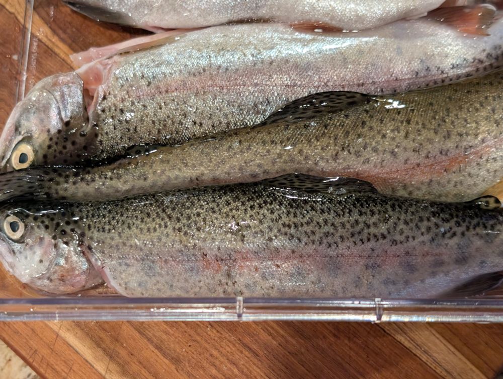 Rainbow trout in a container awaiting dry brine