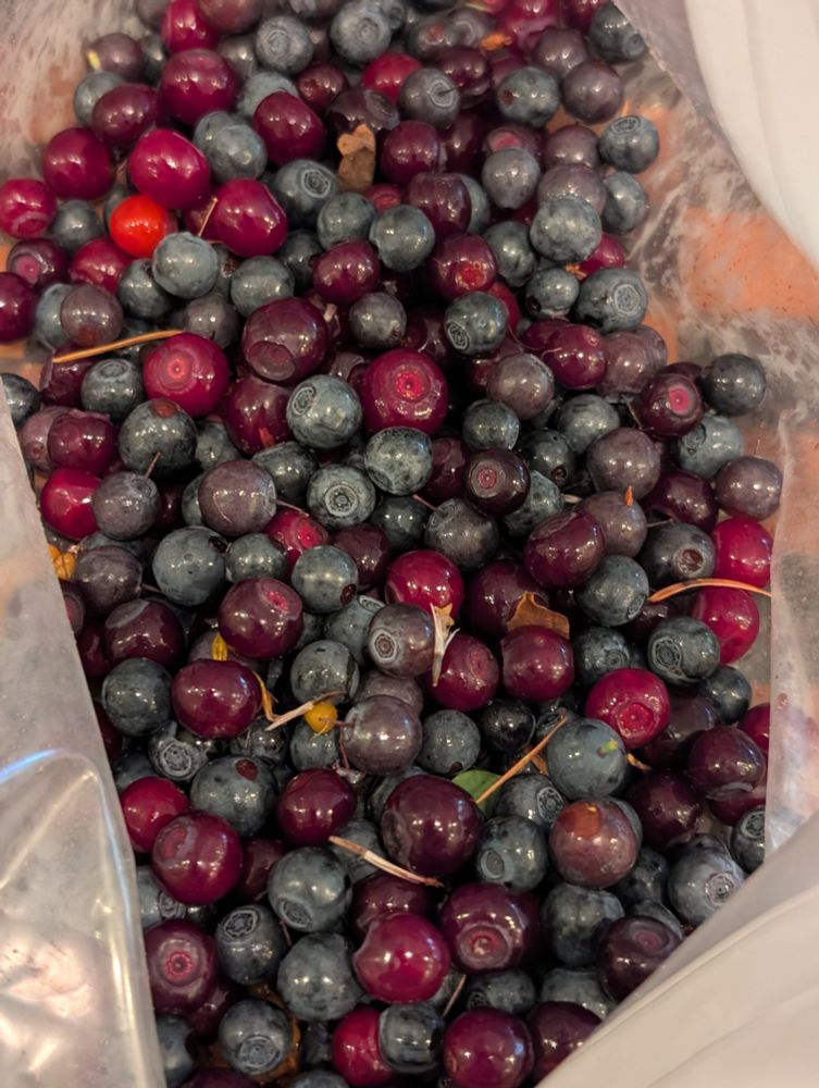 A bunch of fresh red and blue huckleberries. A salmon berry or two as well. 