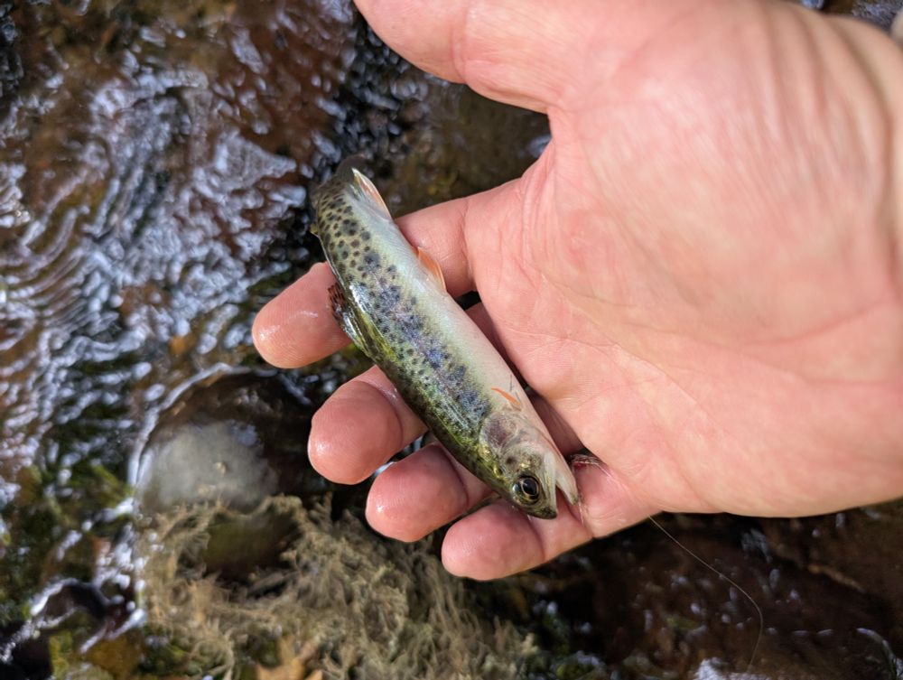 A small coastal cutthroat held in a wet hand. The top of the fish is green. A rainbow purple pink tone goes down the side of the fish. It is densely spotted and has diffuse parr marks on its side.