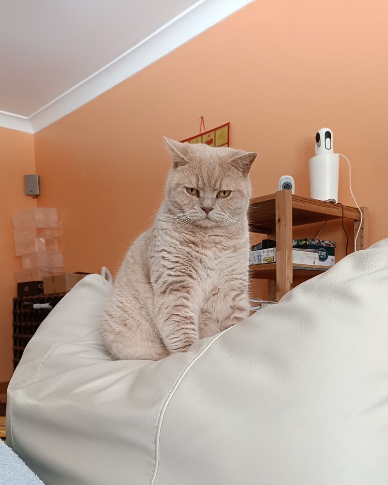 Cream British Shorthair boy cat looking miffy because his mum is going around with a vacuum cleaner 