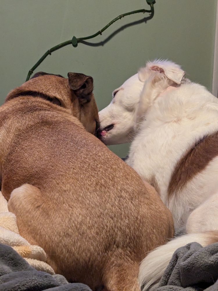 One dog cleaning the others face. 
