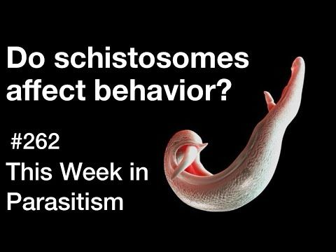 TWiP 262: Do schistosomes affect behavior?