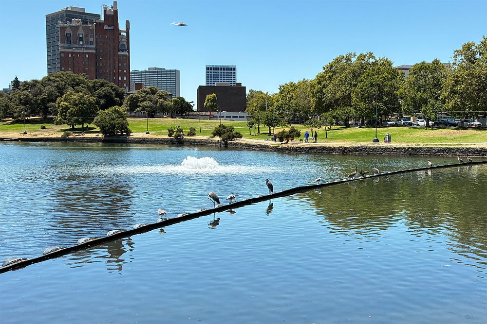 Line of floats across the head of Lake Merritt, near the new aerator, with gulls, brown pelican and two Great Blue Herons. Lakeside Park in the background.