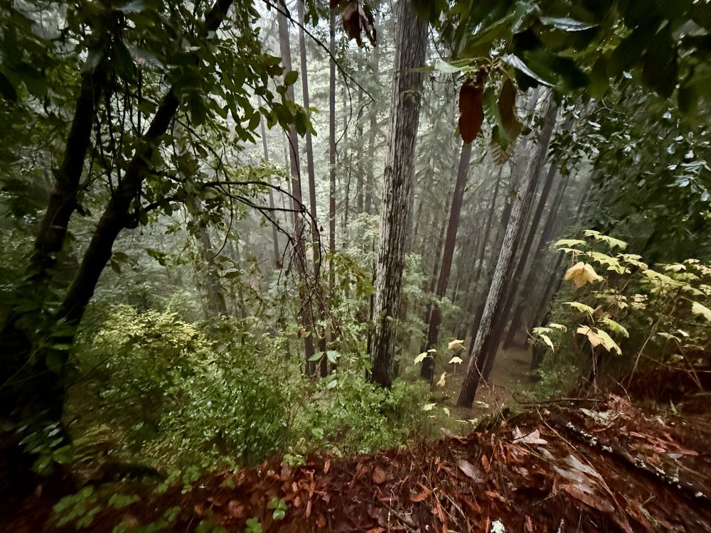 Fog-shrouded hiking trail in Forest of Nisene Marks, featuring multiple second-growth redwood trees 