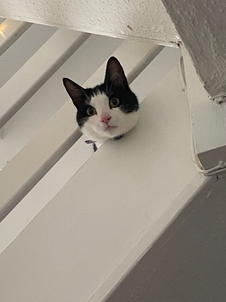 A black and white cat with his head poking through white bannisters