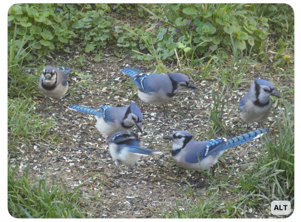 Group of blue jays (birds, not baseball players)