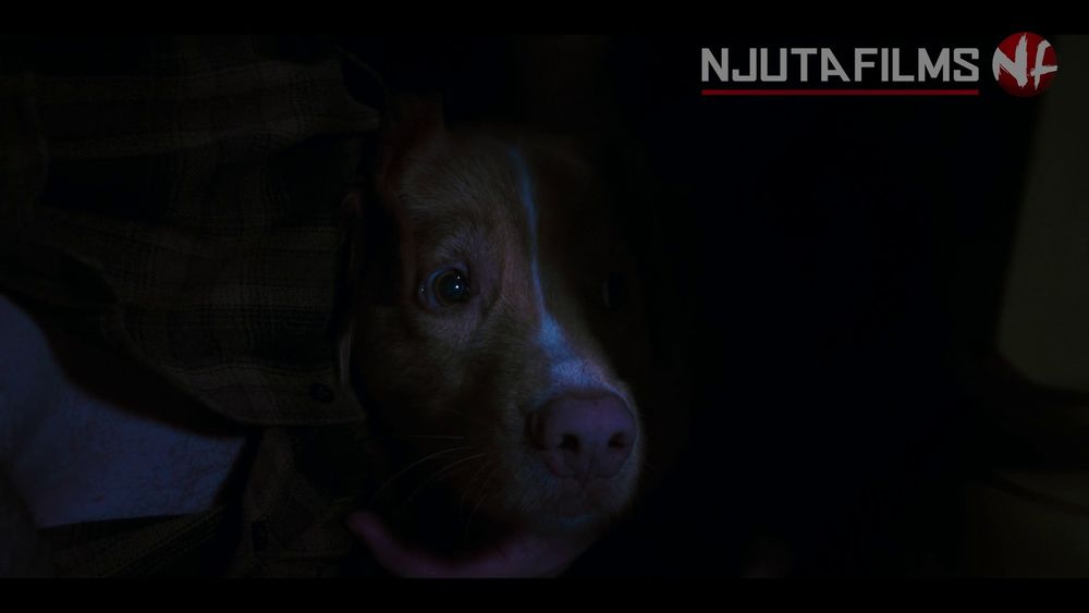 Foto do filme Good boy, com o cachorro com cara de medo