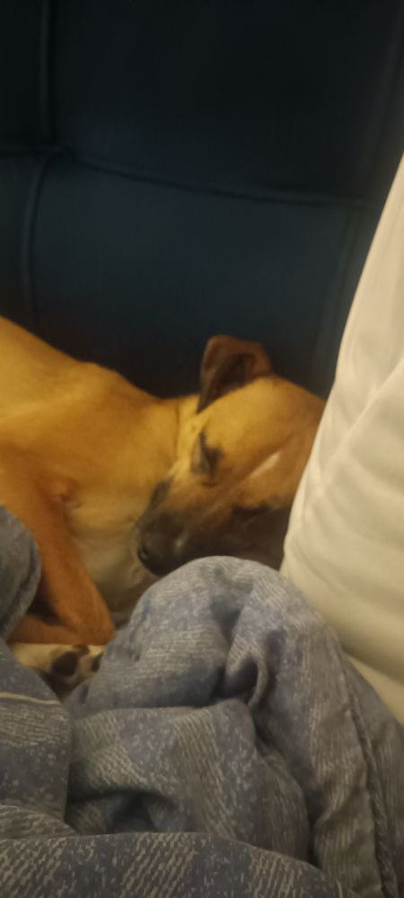 Uma cachorrinha caramelo dormindo gostosinho entre uma coberta e uma almofada 