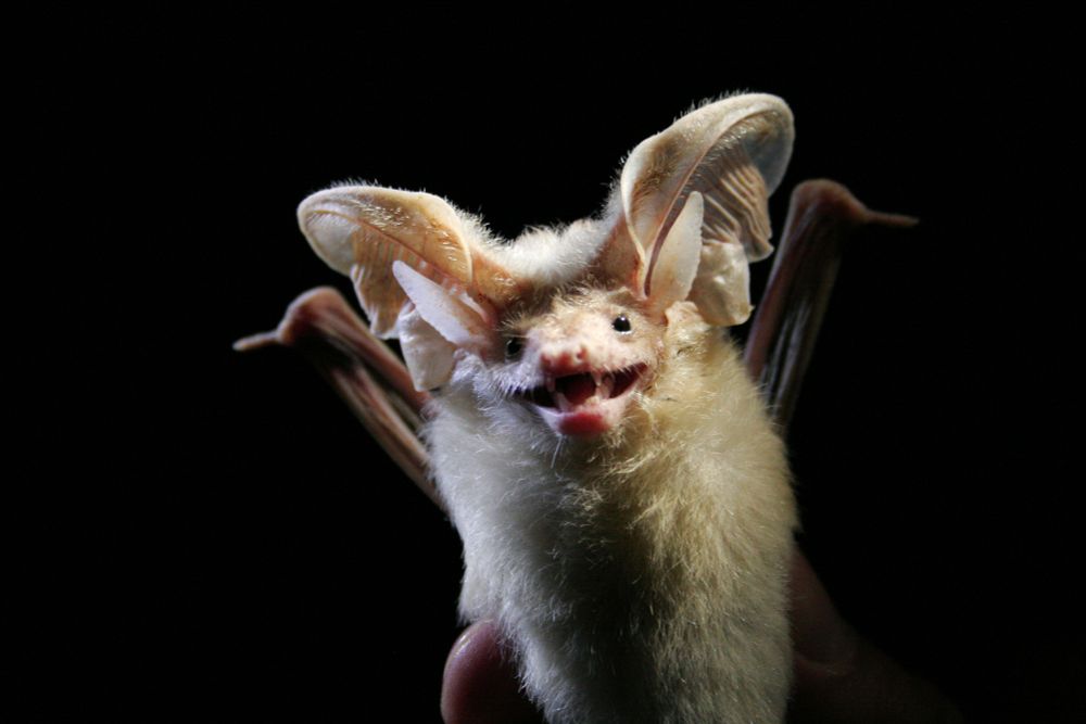 Desert Long-eared Bat, held up to the camera with an open mouth that looks like a smile. Taken from Wikipedia (Photographer is Charlotte Roemer)