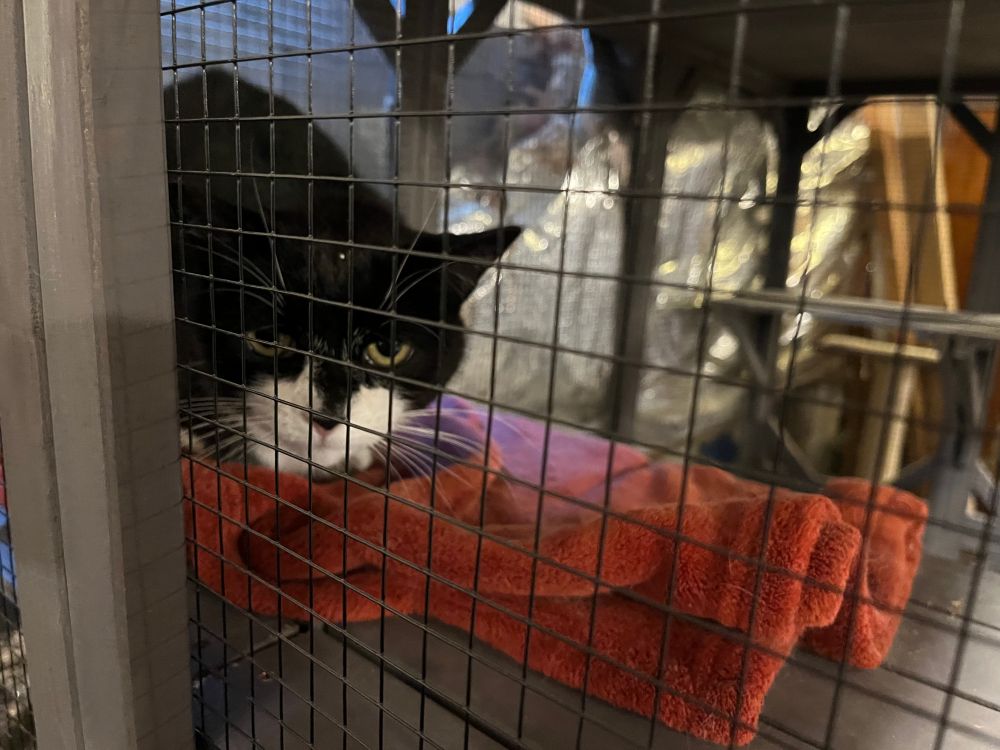 Black and white tuxedo cat inside of a large gray condo.