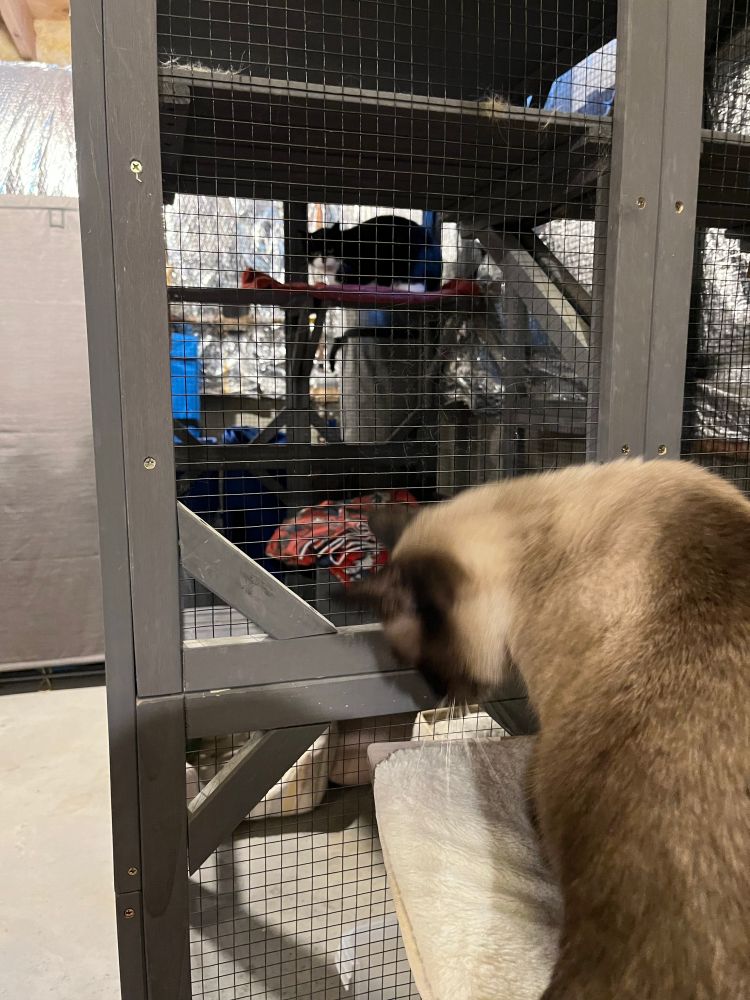 Siamese cat outside of a gray cay condo, looking inside at a black and white tuxedo cat that is now residing in the condo for the winter.