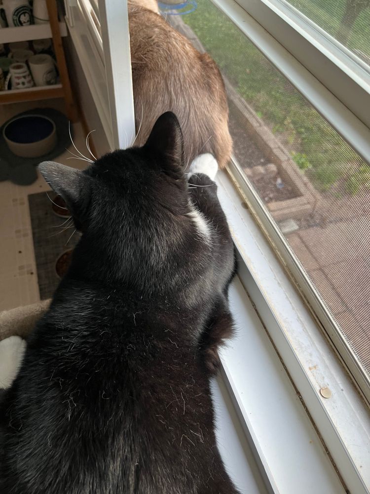 Siamese cat and black and white tuxedo cats on a window sill.  Tuxedo cat has a paw on the rear of the Siamese cat.