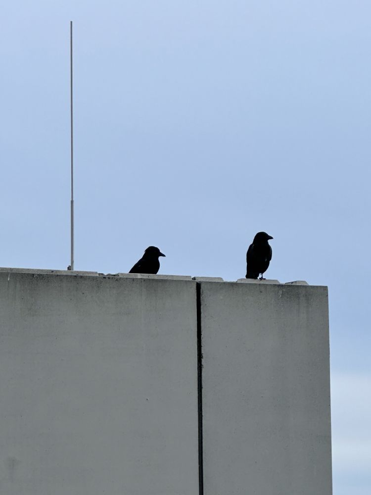 Zwei Krähen auf einem Hausdach. Beide schauen nach rechts.