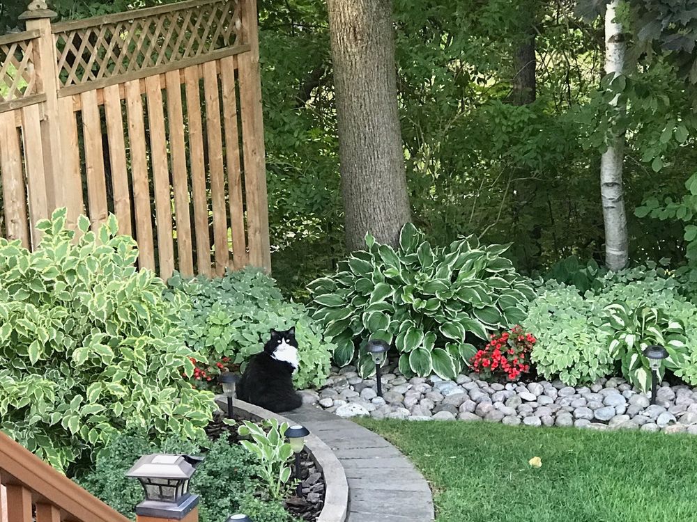 Black and white cat sitting in the garden