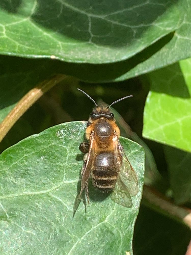 small bee sitting on an ivy leaf in the sun. it's not very fluffy but still cute. it has long antennae