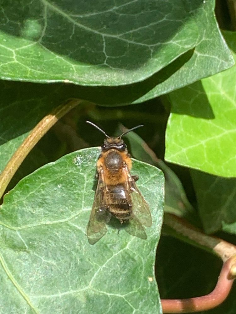 the bee is scratching its butt