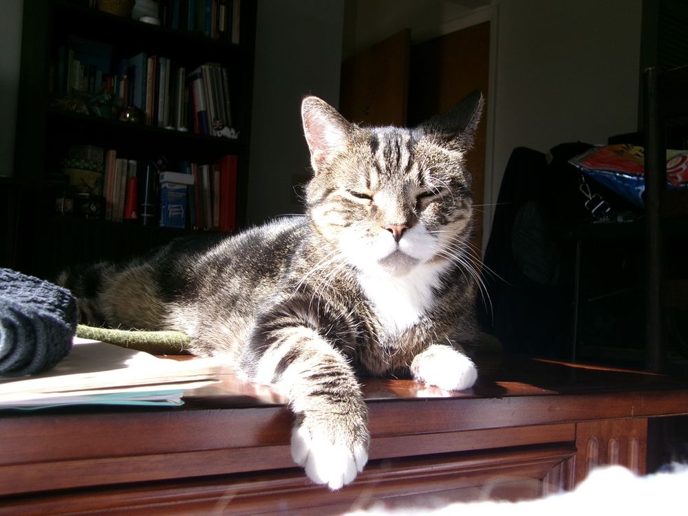 Shadow enjoying a little snooze in his sunbeam.