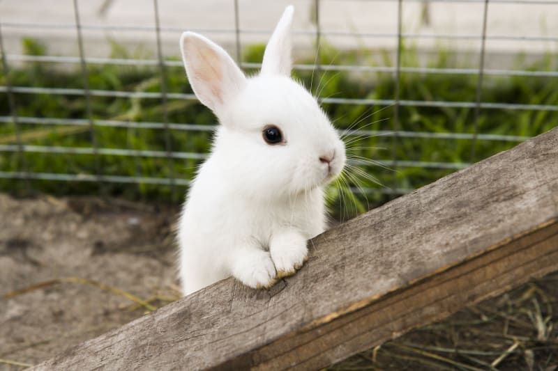 image of rabbit, via Providence Animal Hospital, Charlotte, NC