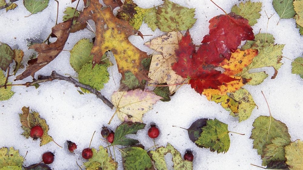 Snowliage is that brief, beautiful collision of fall color and winter snow.  National Park Service