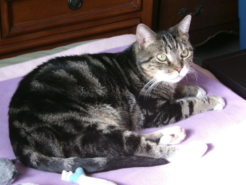 Shadow says Happy #Caturday