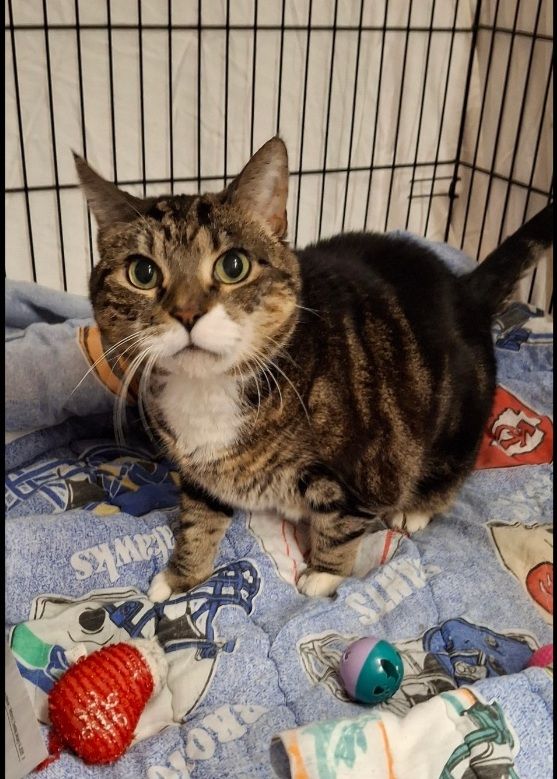 Sweet Shadow comes home this Friday - I'm so happy!