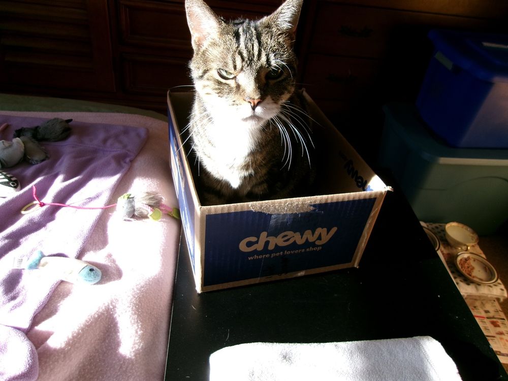 Shadow has the beat RBF as he defends his Chewy box! 🐈‍⬛🐾💕