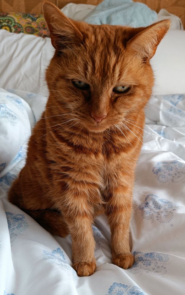 Ginger cat sitting up staring into the camera.