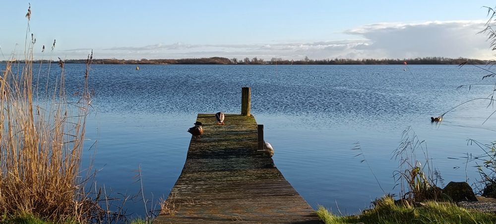A jetty stretching out onto a blue lake, with ducks just visible at the far end and reeds in the foreground.